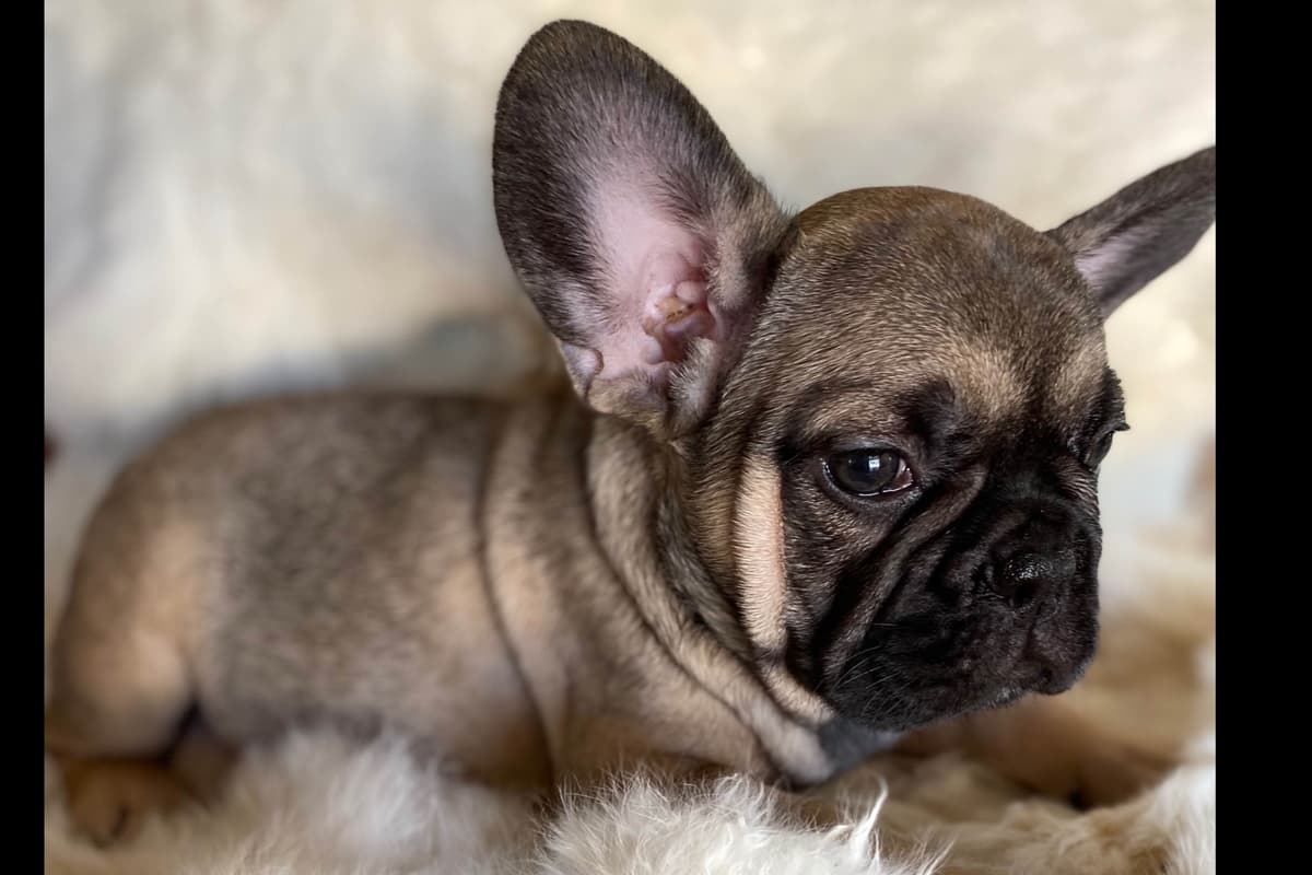 Staffordshire Bull Terrier Puppies breeder image 1
