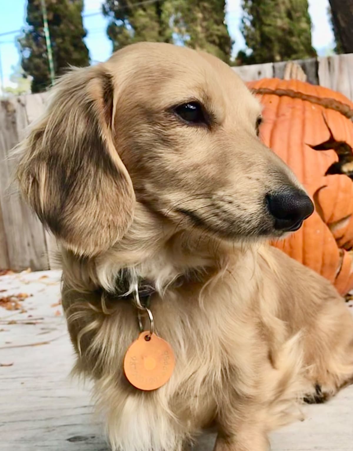Longhair Cream Dachshund Puppies breeder image 17