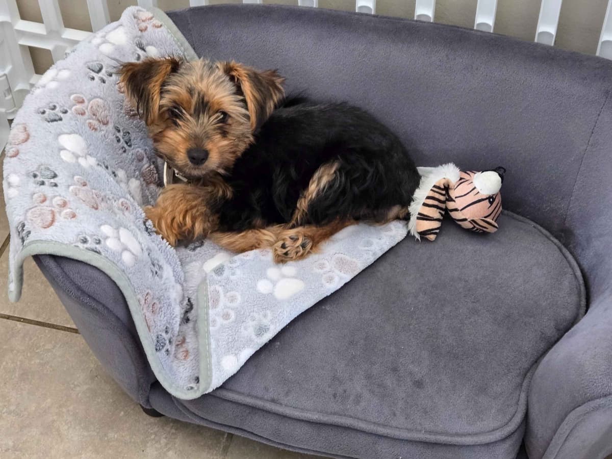 Biewer Terrier Puppies breeder image 13