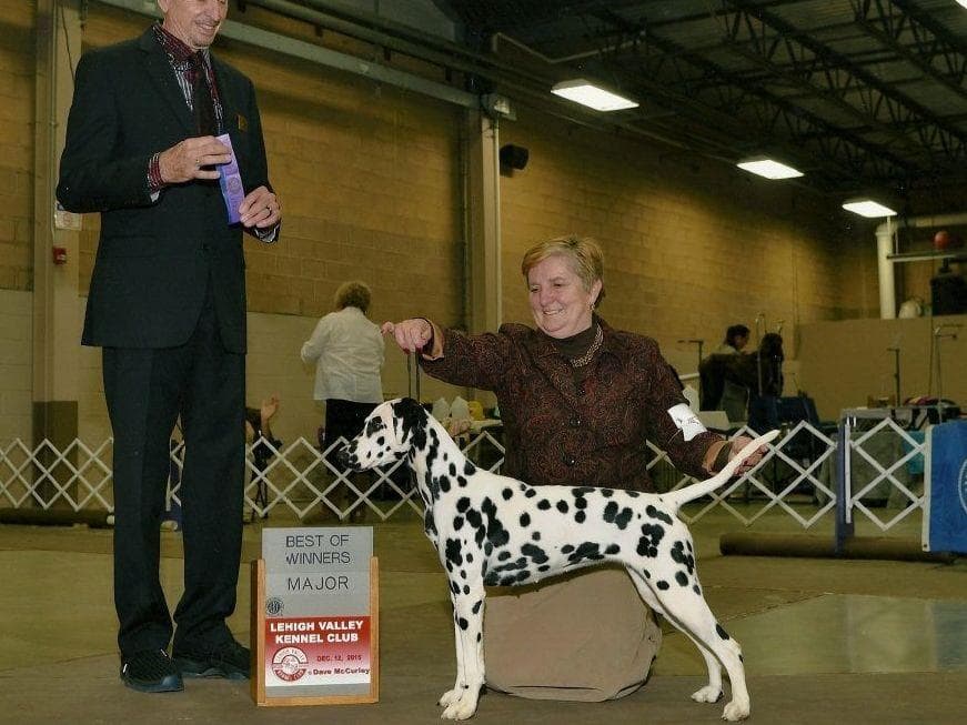 Dalmatian Puppies breeder image 14