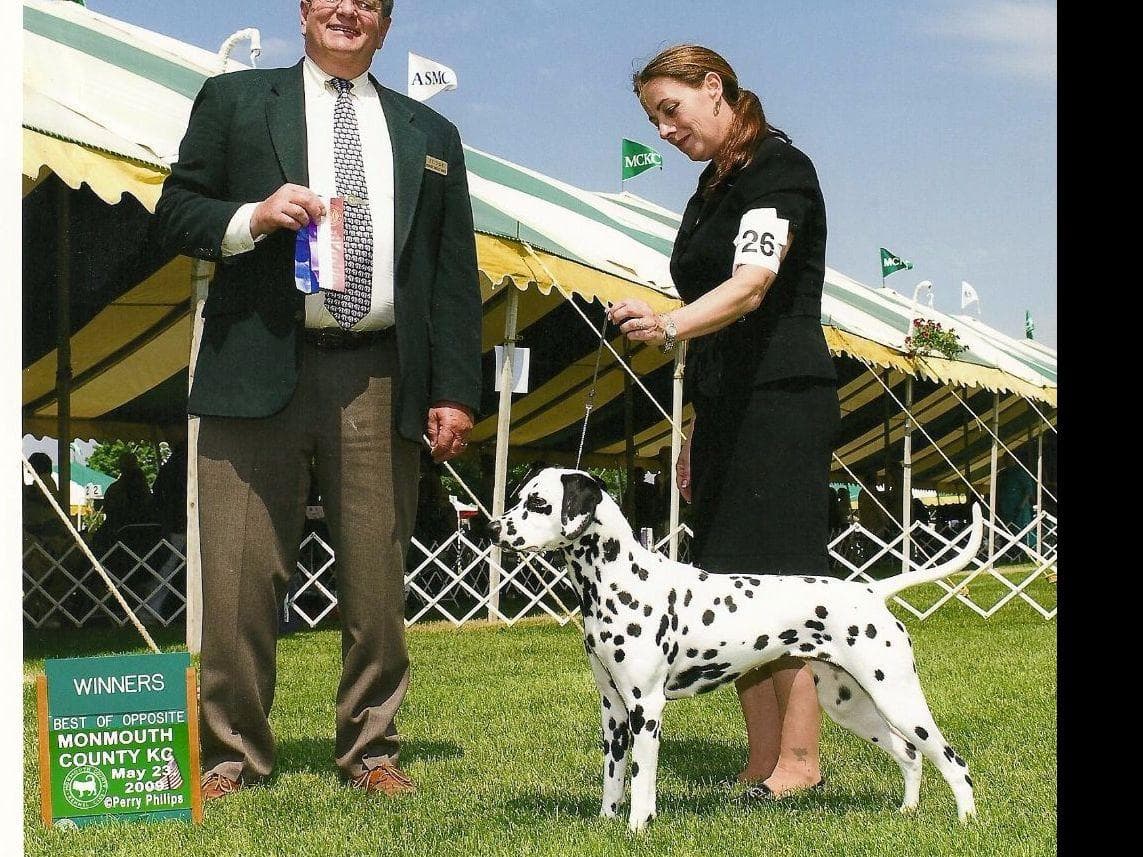 Dalmatian Puppies breeder image 9