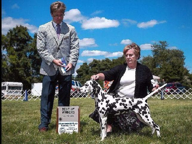 Dalmatian Puppies breeder image 13