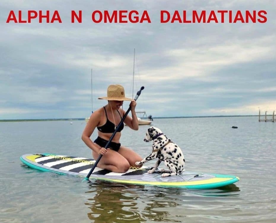 Dalmatian Puppies breeder image 4