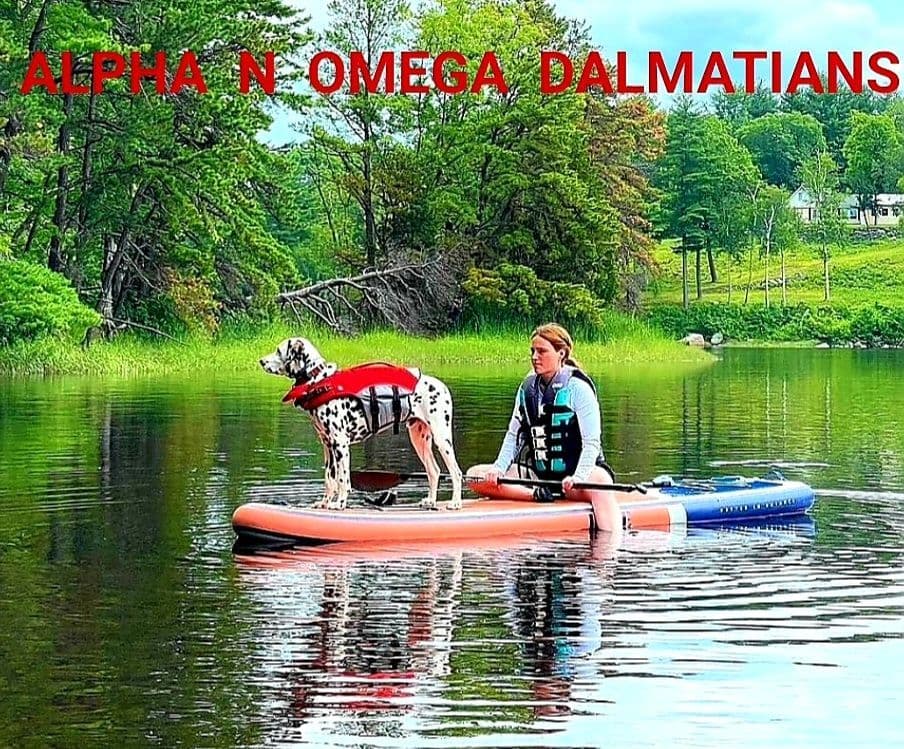 Dalmatian Puppies breeder image 5