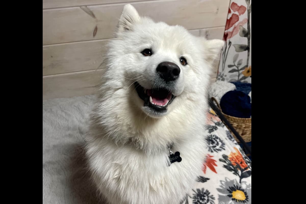 Champion Russian import bloodline Samoyed Puppies breeder image 13