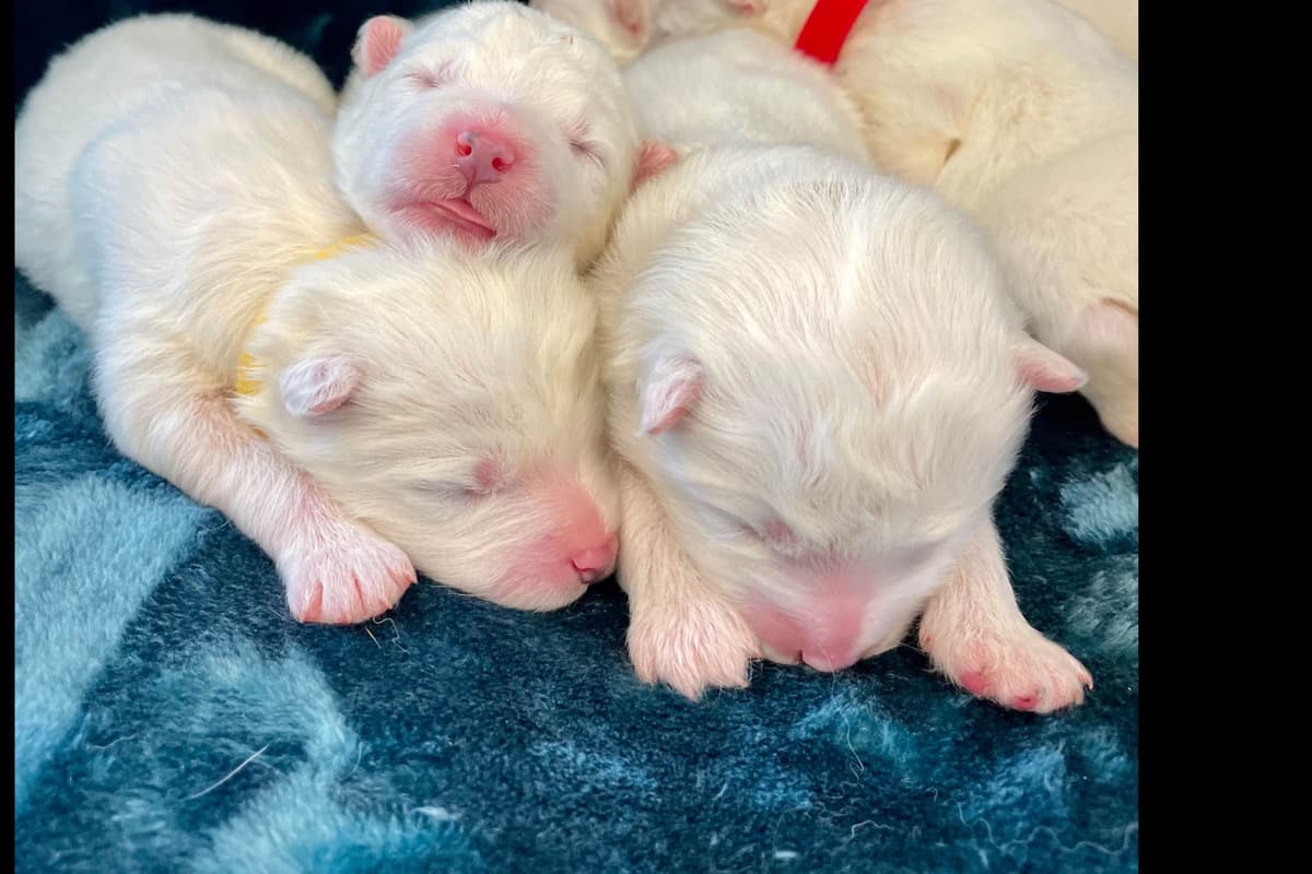 Champion Russian import bloodline Samoyed Puppies breeder image 25
