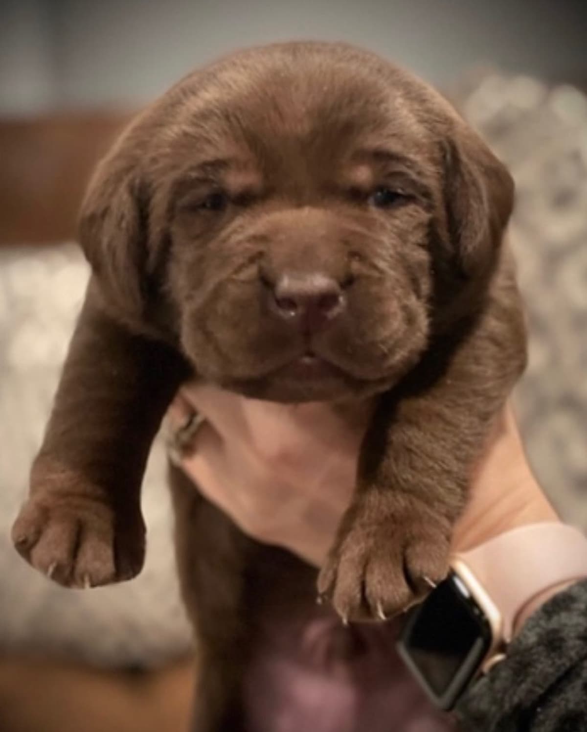 Golden Retriever Puppies breeder image 5