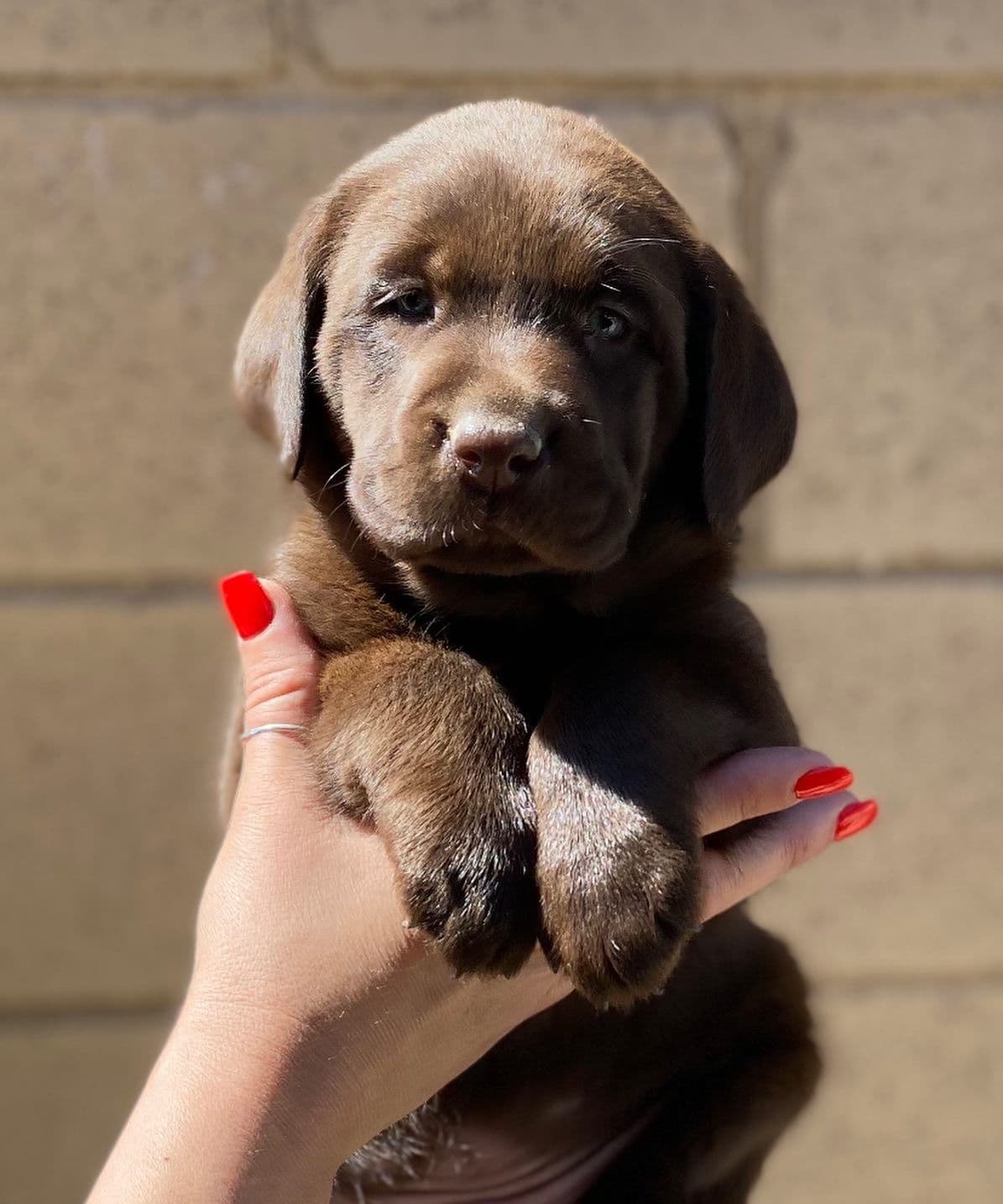 Golden Retriever Puppies breeder image 9