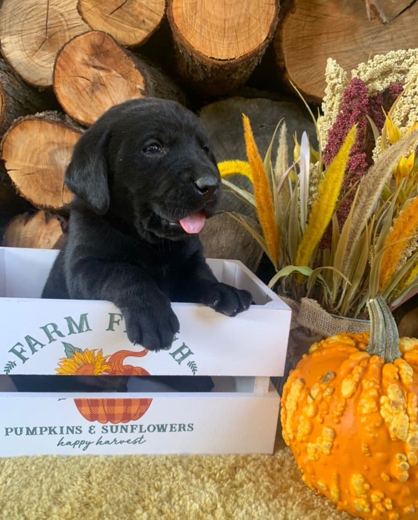 Golden Retriever Puppies breeder image 13