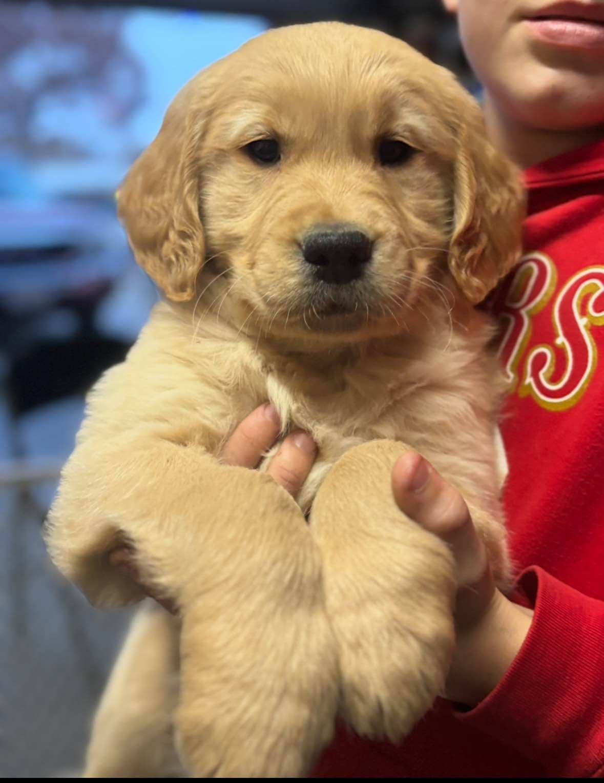 Golden Retriever Puppies breeder image 24