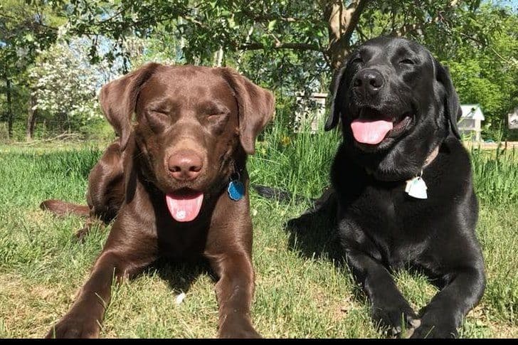 Labrador Retriever Puppies breeder image 1