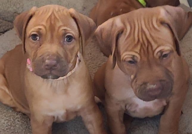 Rhodesian Ridgeback Liver Nose Puppies breeder image 16