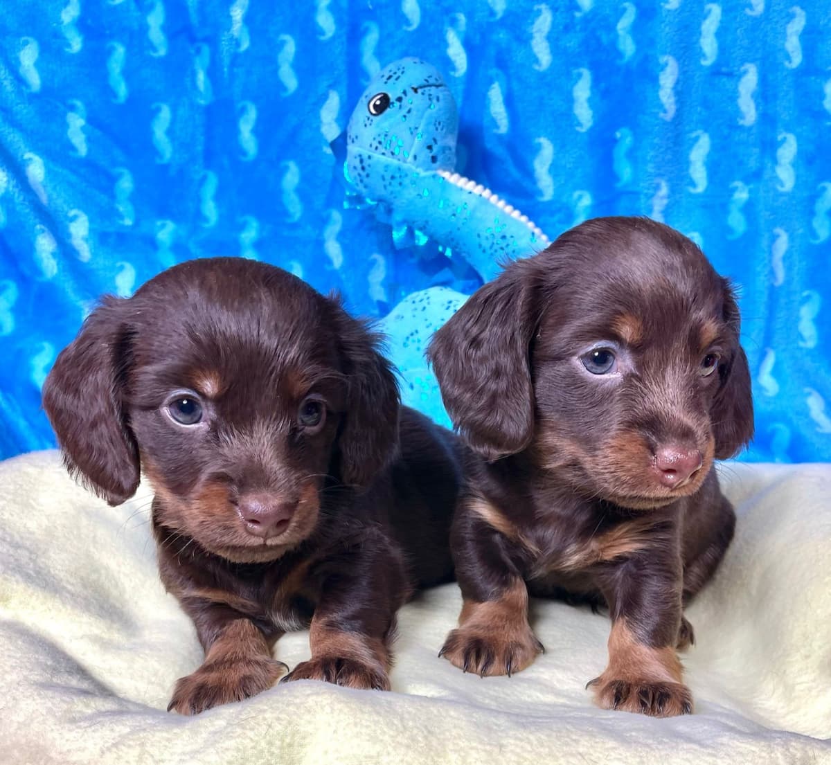 Mini Dachshund Puppies 785-821-192 breeder image 25