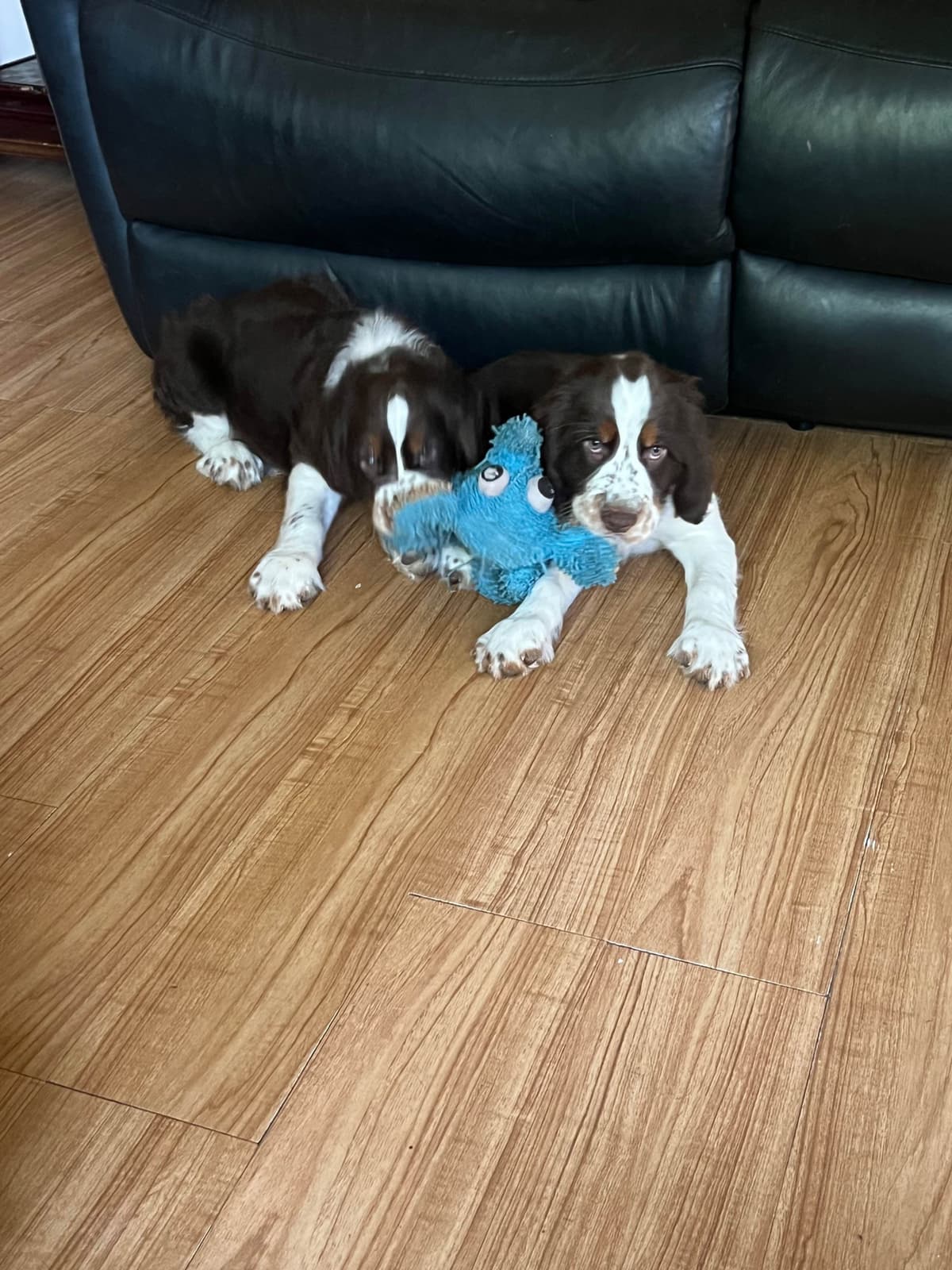 English Springer Spaniel Puppies breeder image 16