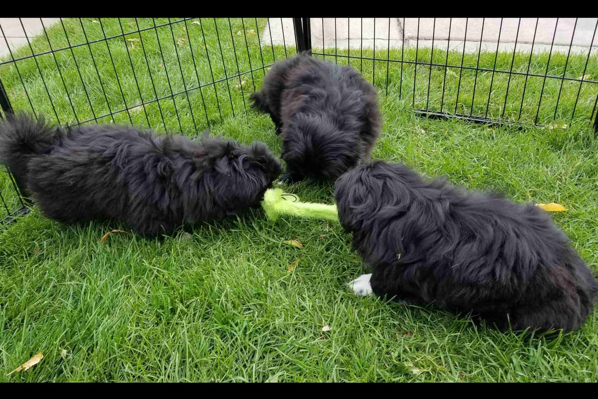Pekingese Puppies breeder image 11