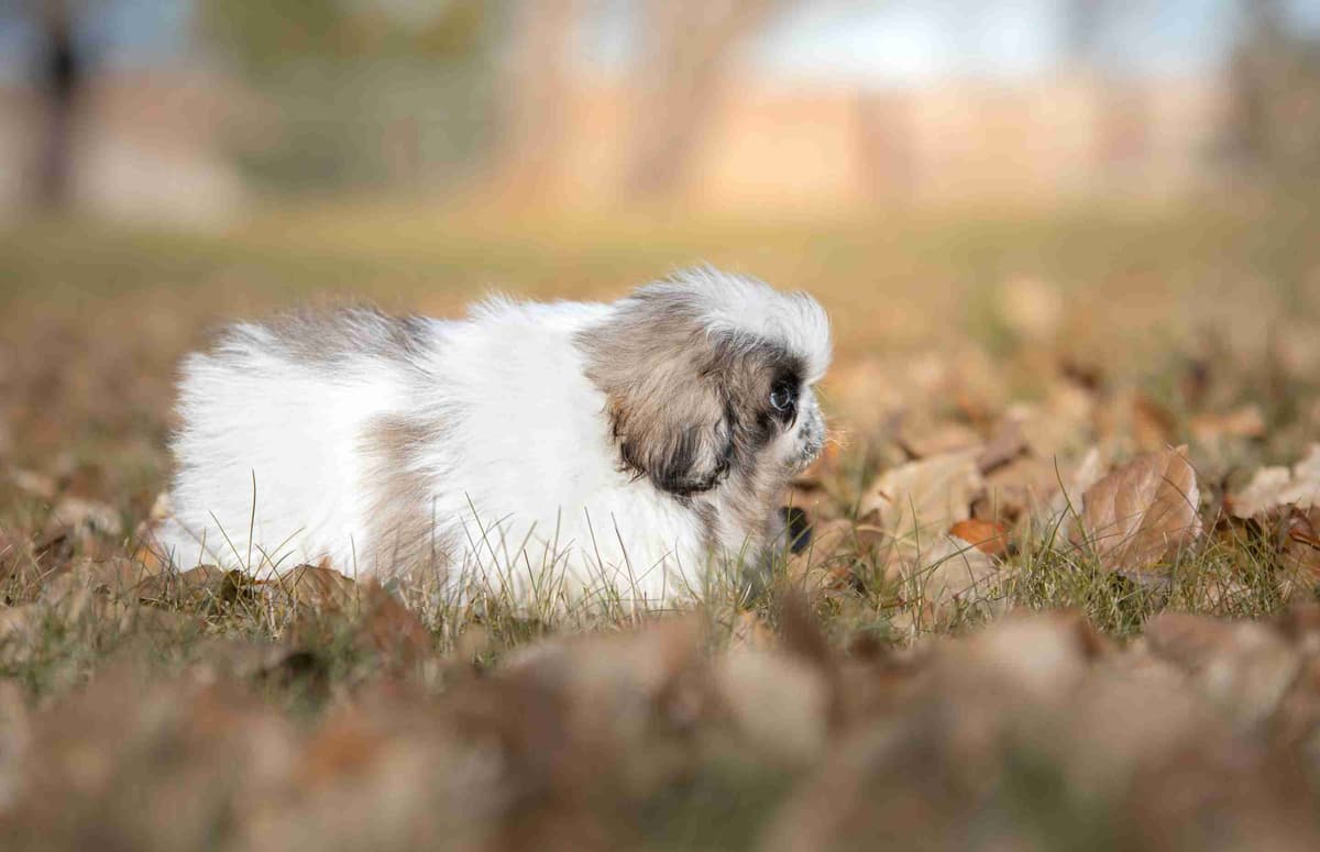 Pekingese Puppies breeder image 4