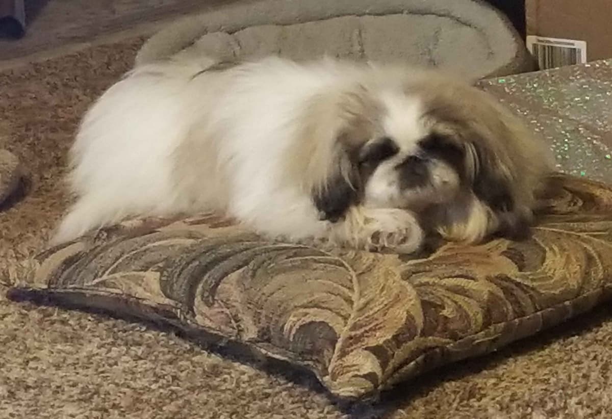 Pekingese Puppies breeder image 7
