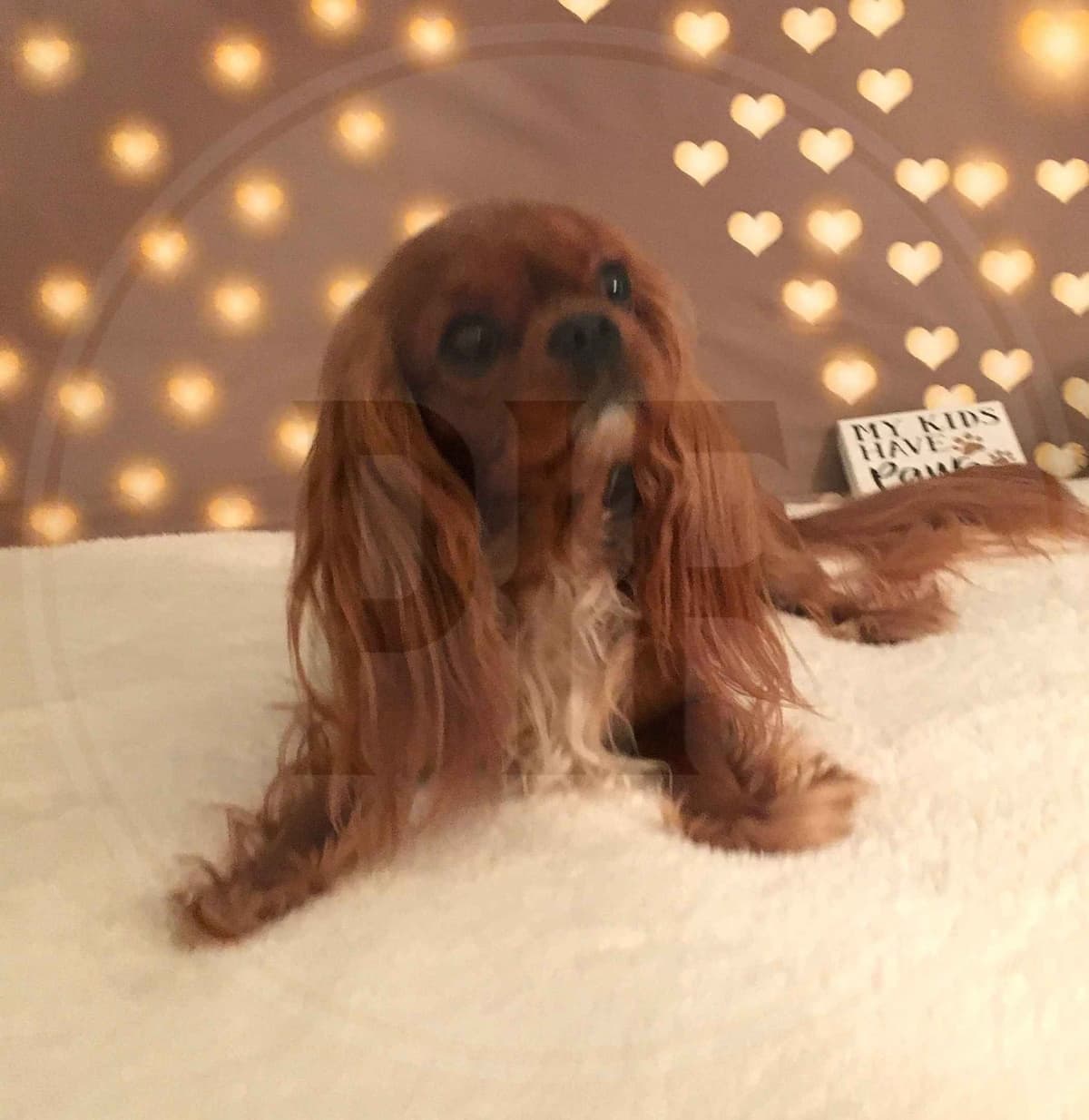 Gorgeous Cavalier King Charles Spaniel Puppies breeder image 1