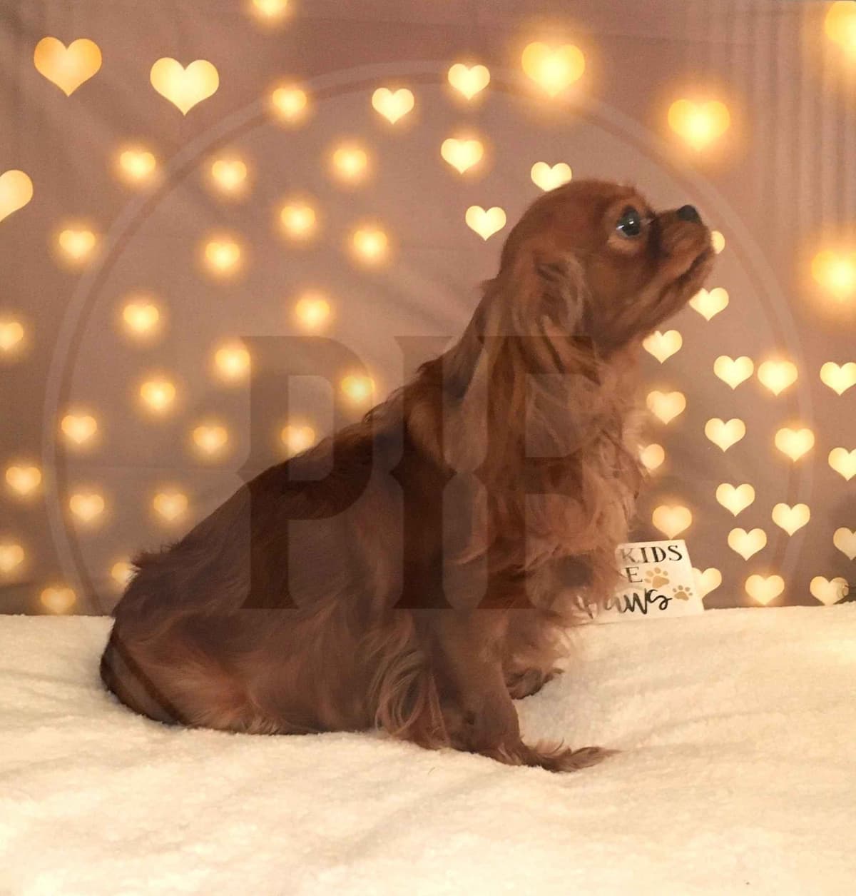 Gorgeous Cavalier King Charles Spaniel Puppies breeder image 2