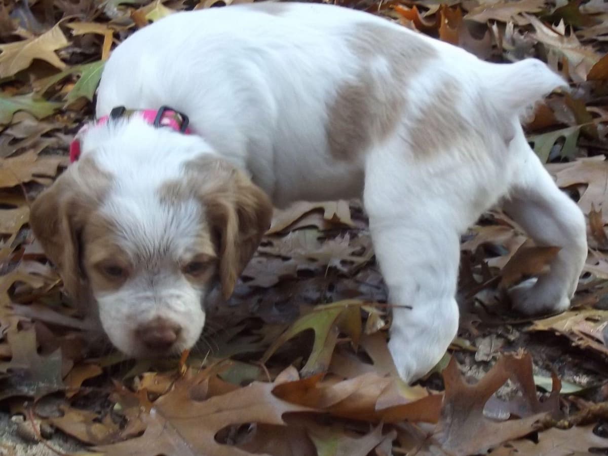 Brittany Puppies breeder image 16