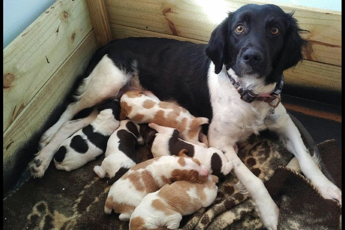 Brittany Puppies breeder image 32