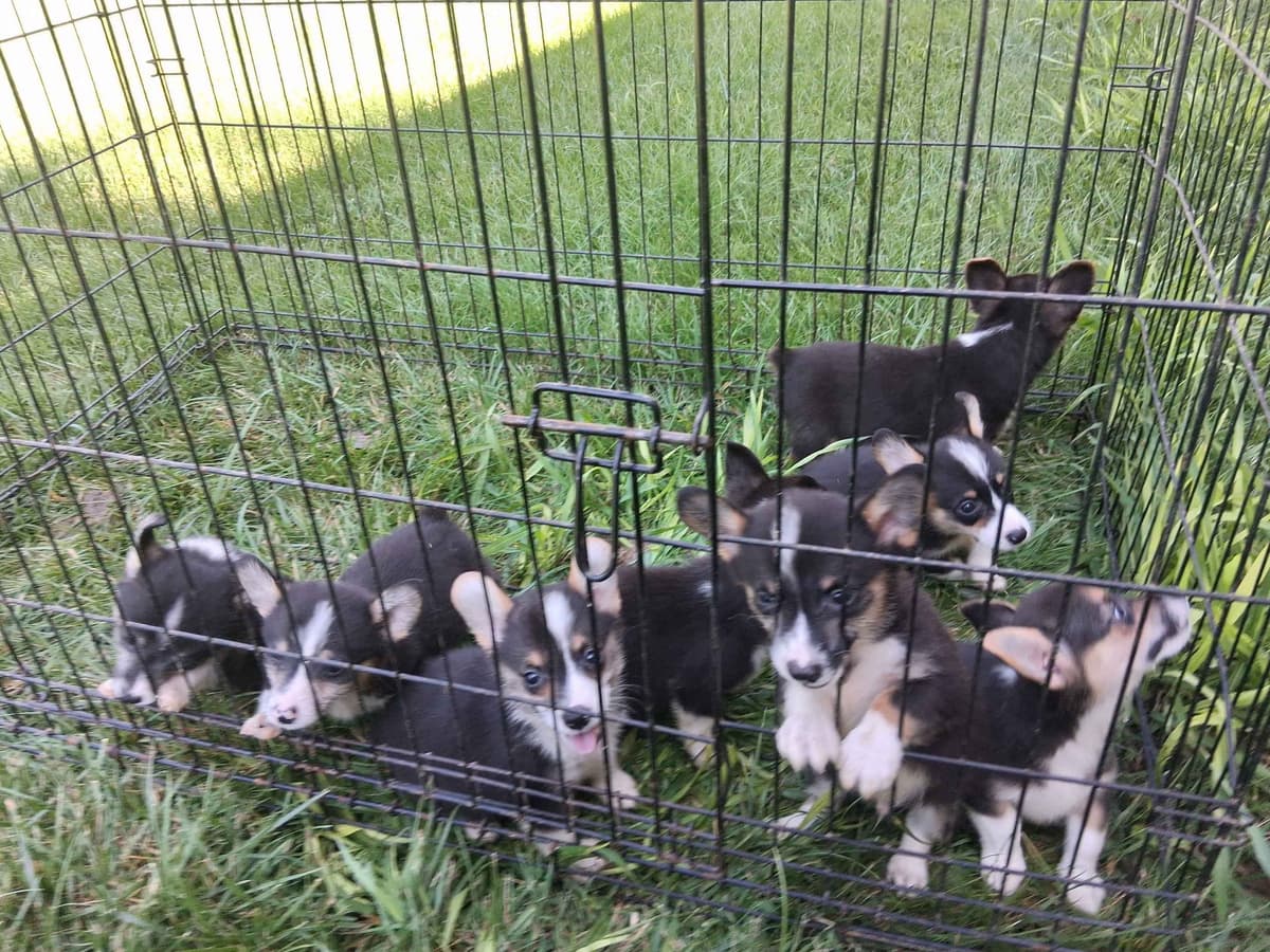 Pembroke Welsh Corgi Puppies breeder image 1