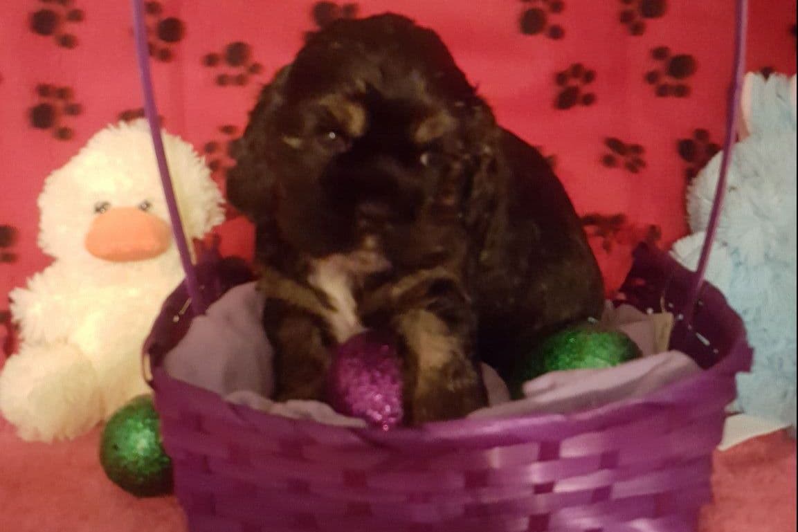 Cocker Spaniel Puppies breeder image 19
