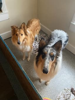 Sapphirecollies
