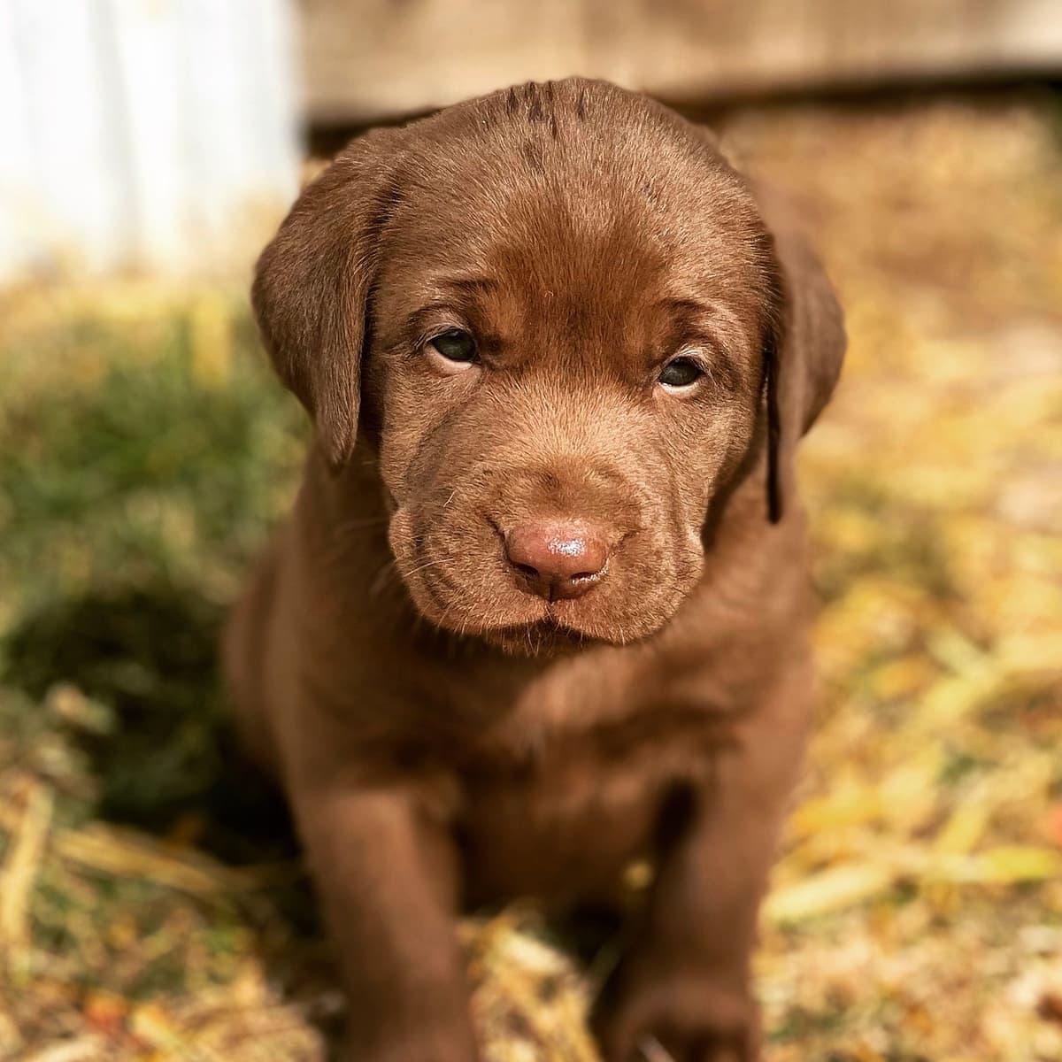 Labrador Retriever Puppies breeder image 2