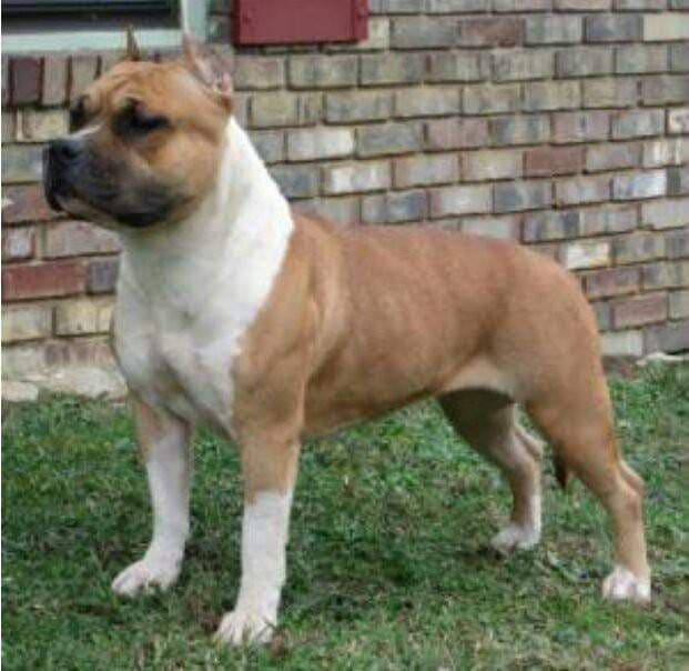 American Staffordshire Terrier Puppies breeder image 2