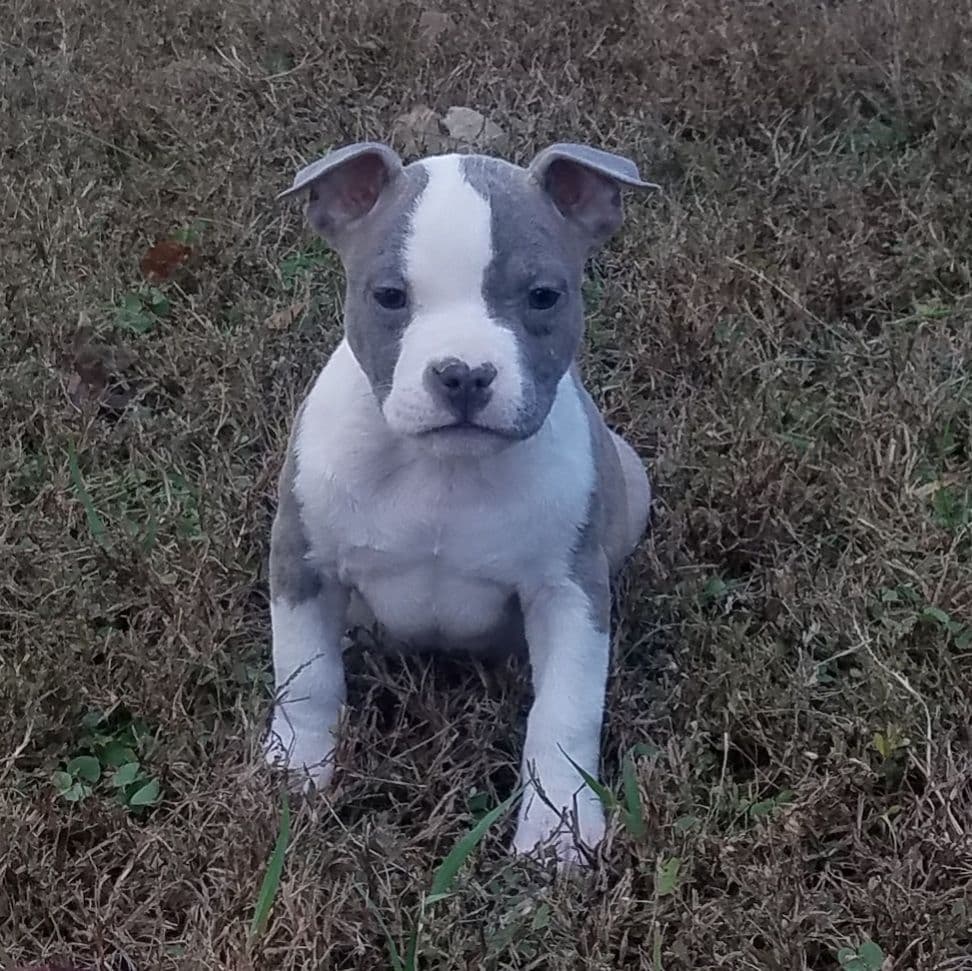 American Staffordshire Terrier Puppies breeder image 5