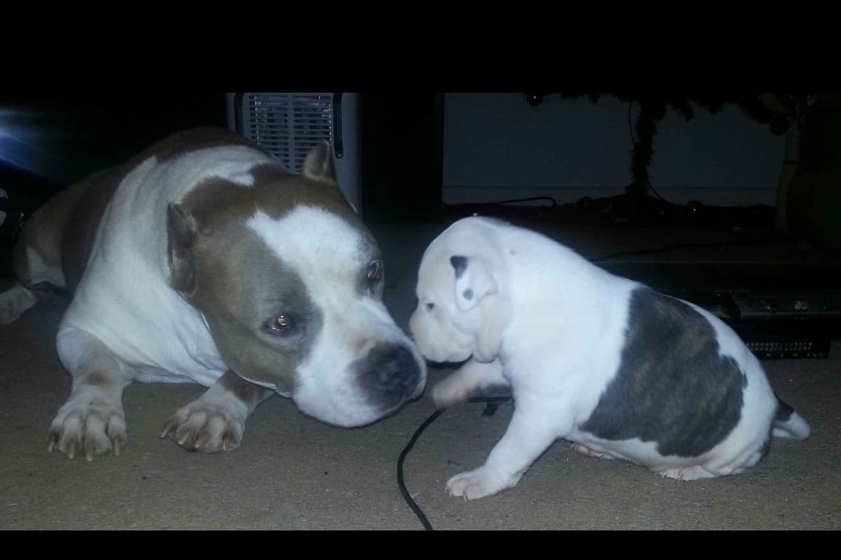 American Staffordshire Terrier Puppies breeder image 12