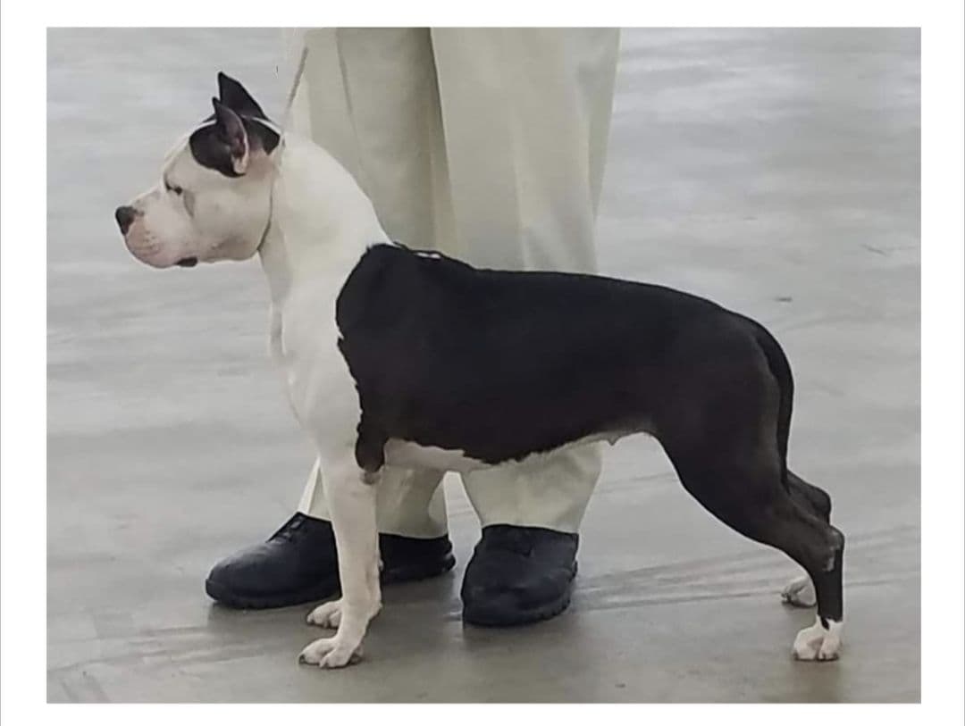 American Staffordshire Terrier Puppies breeder image 20