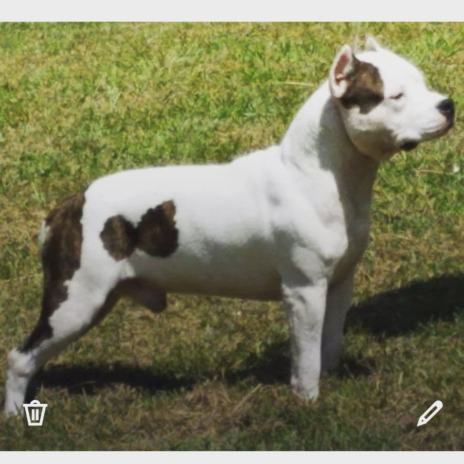 American Staffordshire Terrier Puppies breeder image 22