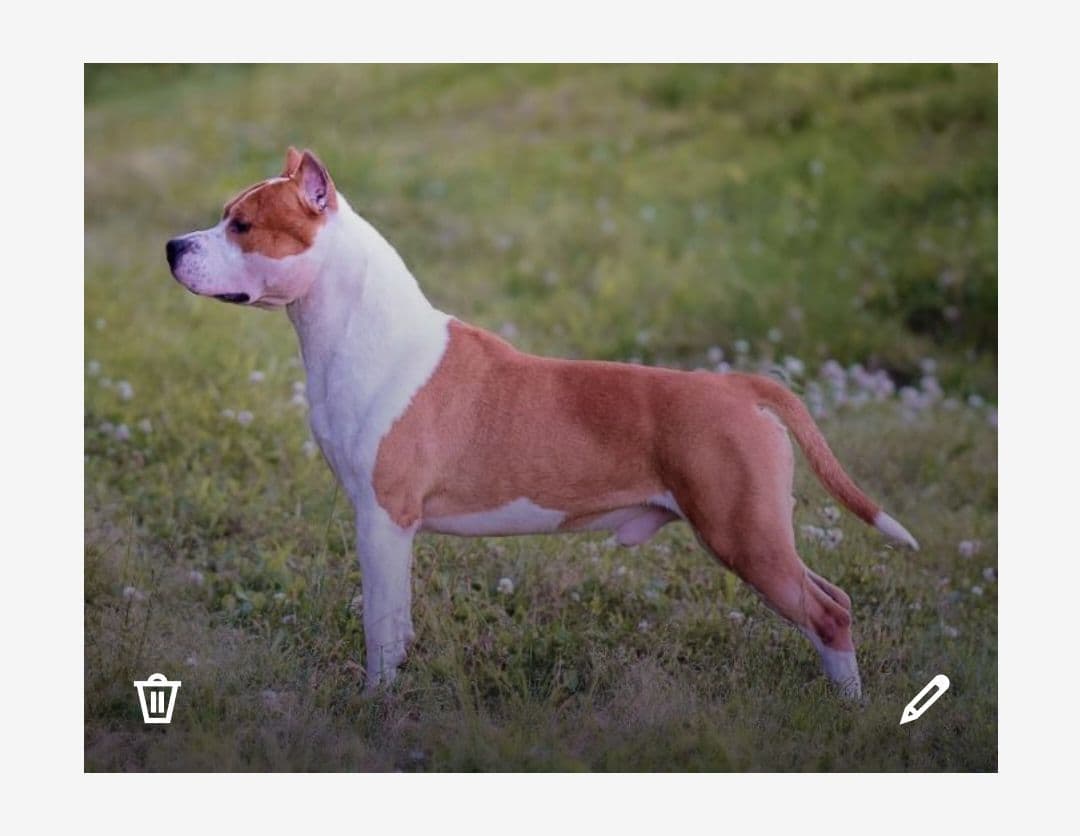 American Staffordshire Terrier Puppies breeder image 21