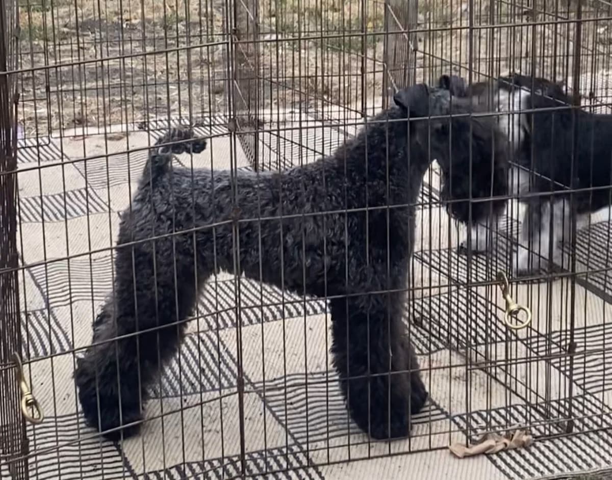 Kerry Blue Terrier Puppies breeder image 5