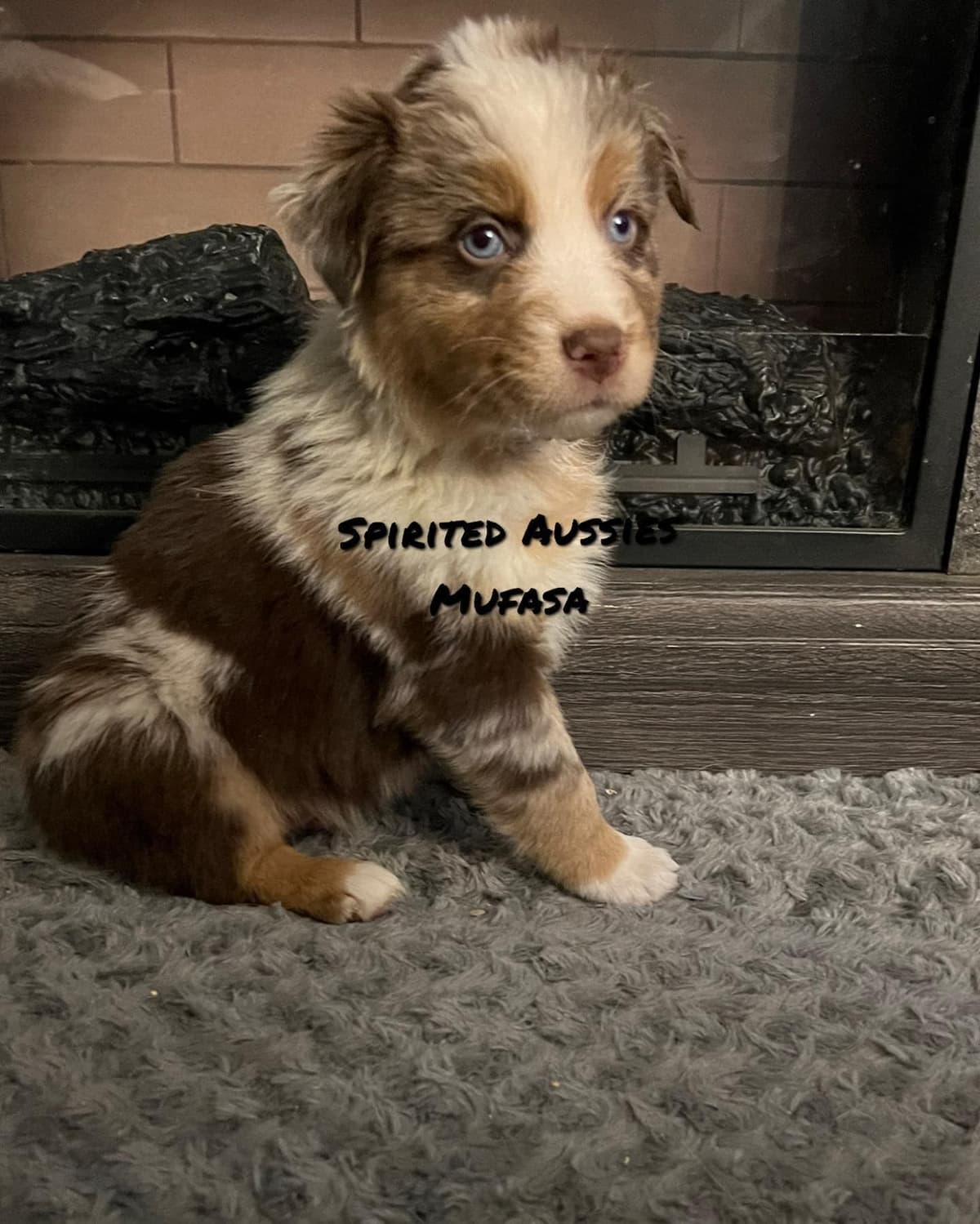 Miniature American Shepherd Puppies breeder image 16