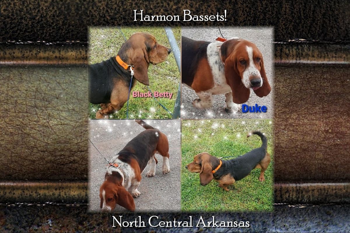 Basset Hound Puppies in North Arkansas breeder image 4