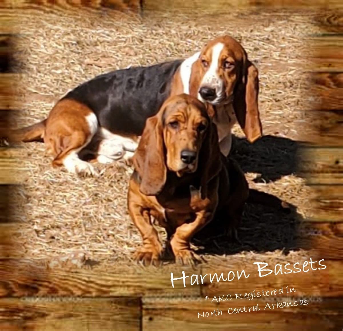Basset Hound Puppies in North Arkansas breeder image 3
