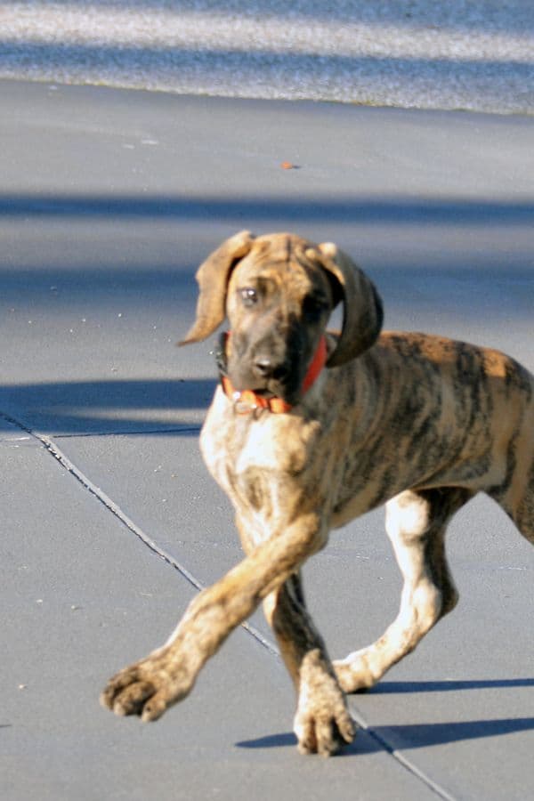 Fawn/Brindle Great Dane Puppies Available breeder image 1