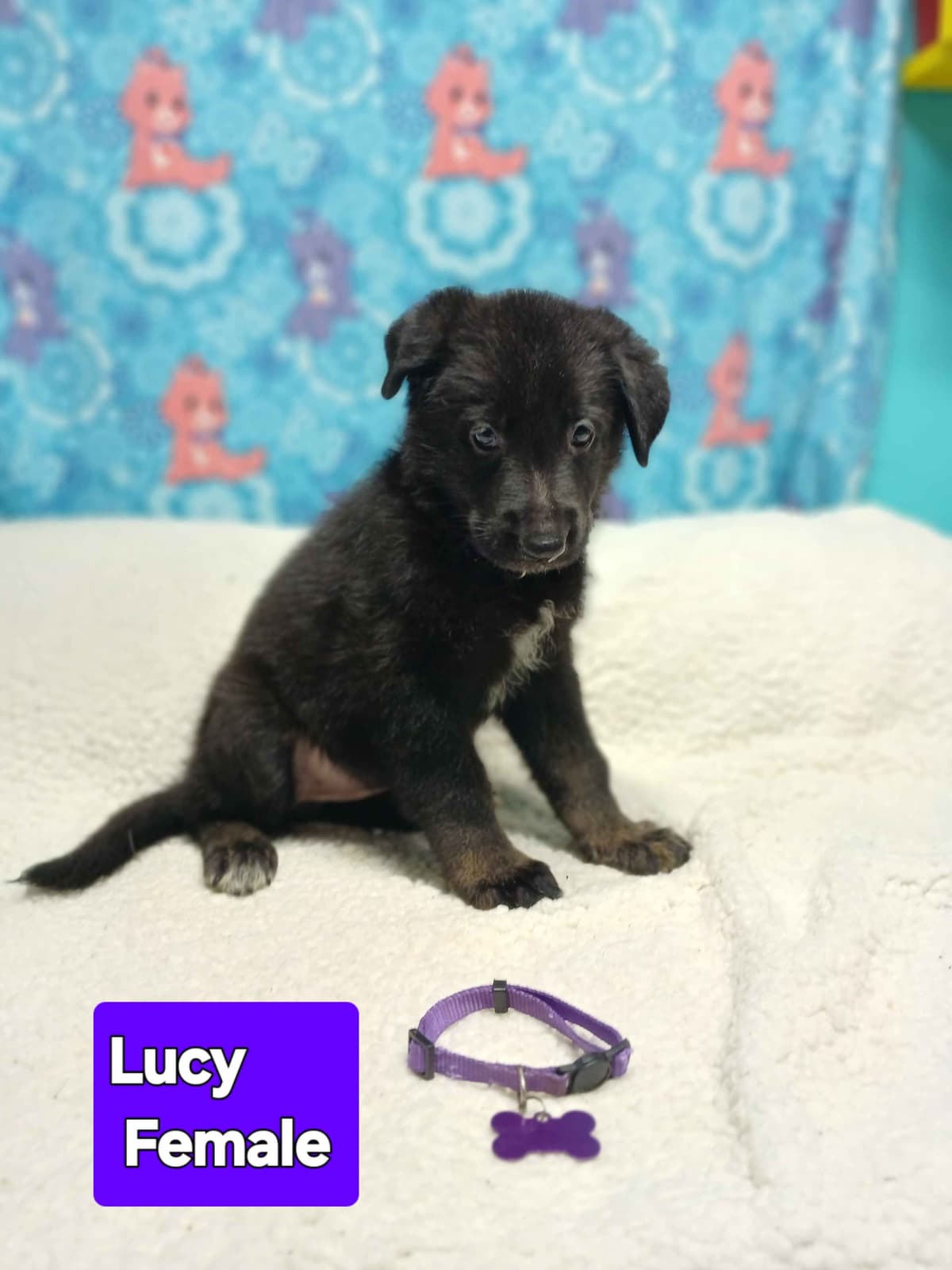 German Shepherd Dog Puppies breeder image 1