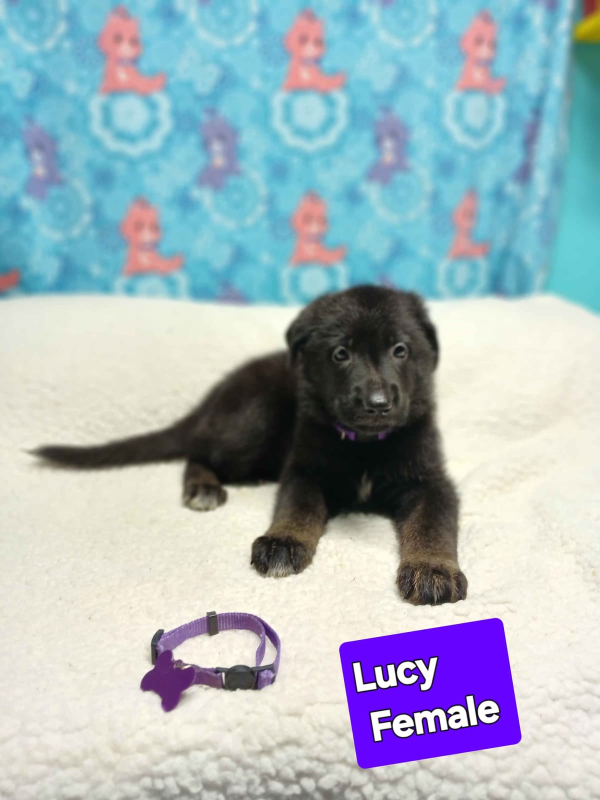 German Shepherd Dog Puppies breeder image 5