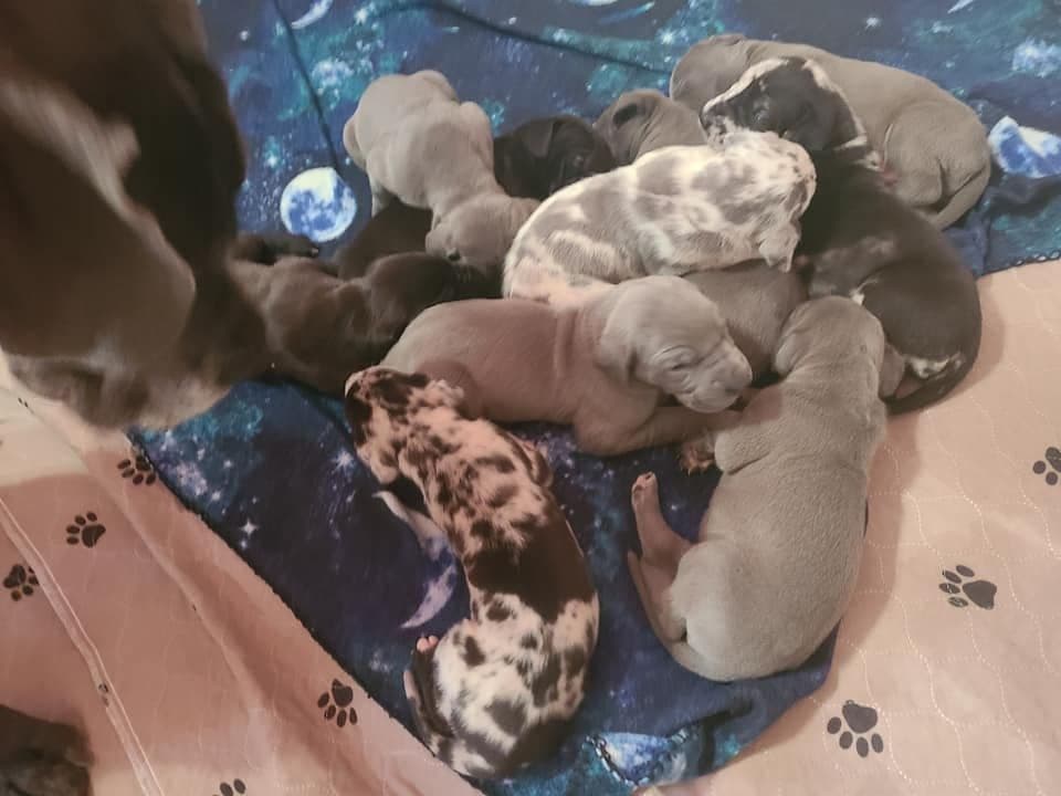 Great Dane Puppies in New Jersey breeder image 6
