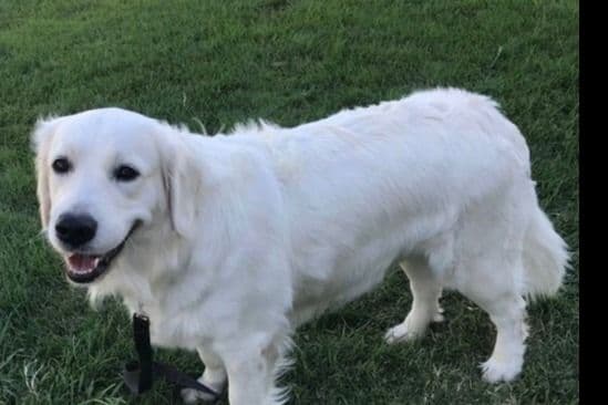 Irish Cream Golden Retriever Puppies from Lockewood Goldens breeder image 3