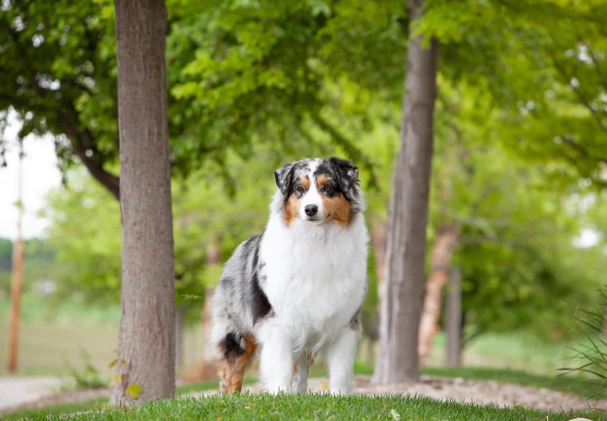 Australian Shepherd Puppies breeder image 4
