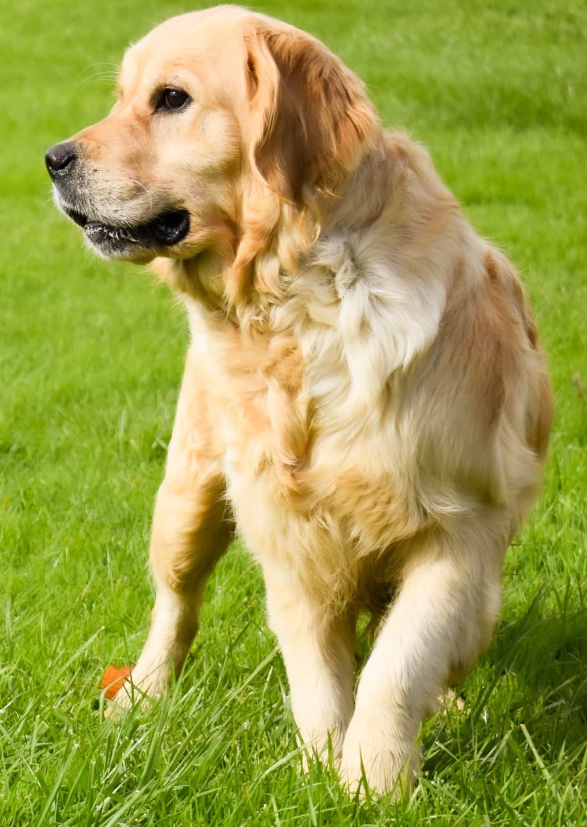 Golden Retriever Puppies breeder image 5