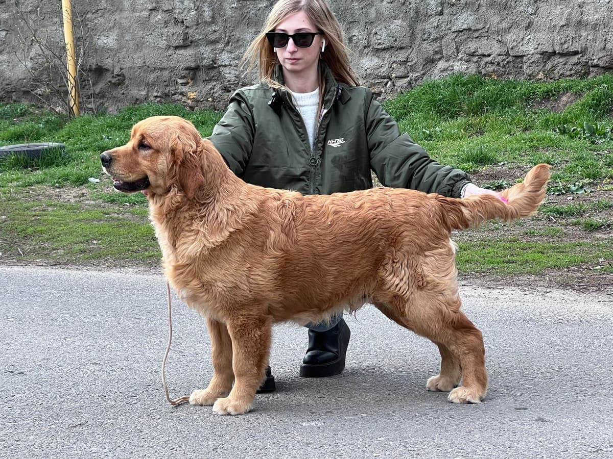Golden Retriever Puppies breeder image 7