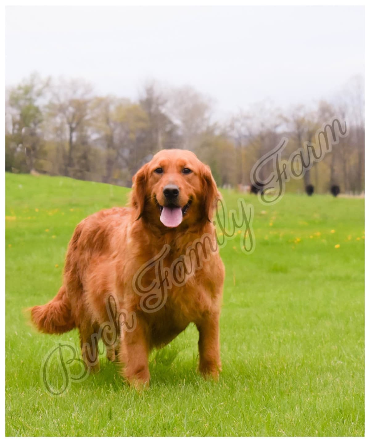 Golden Retriever Puppies breeder image 8