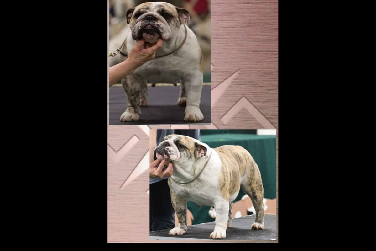 ๐ธ Meet Hope โ AKC English Bulldog Girl ๐ธ breeder image 6