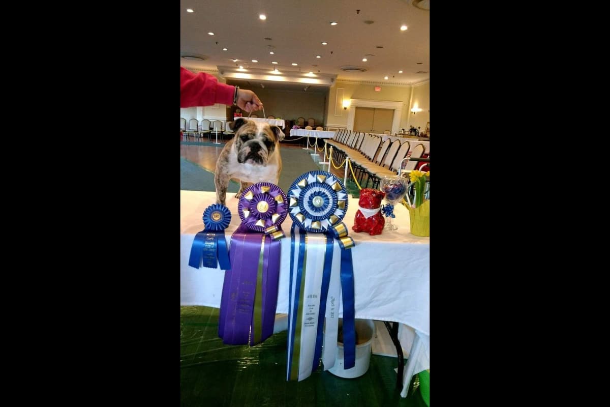 ๐ธ Meet Hope โ AKC English Bulldog Girl ๐ธ breeder image 9